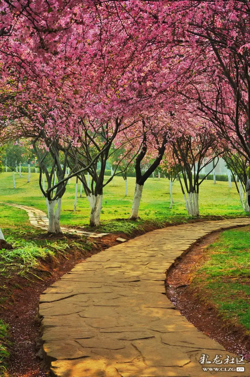 安宁园山路旁的海棠花海等你来打卡