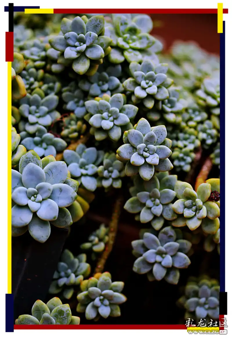 多肉怎么养成大盆 clzg_content&clzg_scale=1378,2016