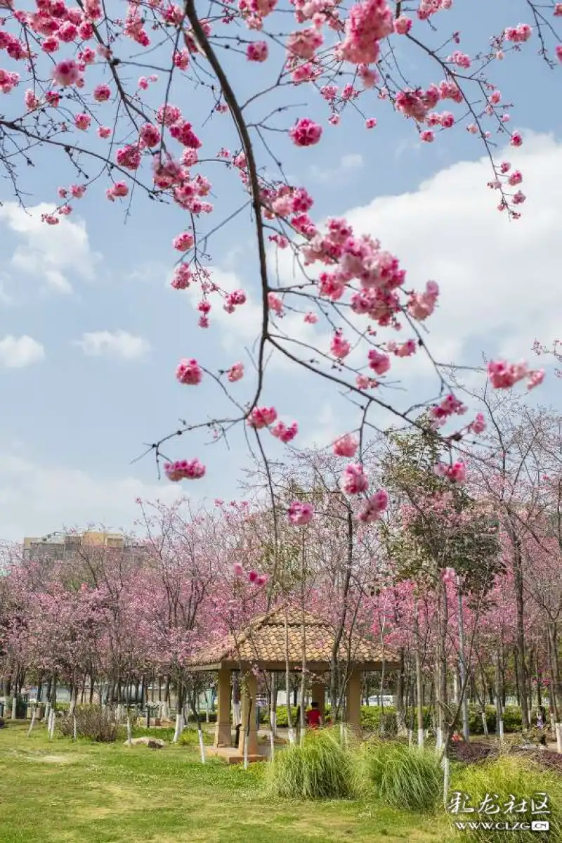 云南生物多样性之美三春风吹开花千树