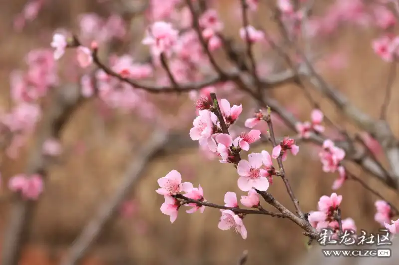 桃花盛开的地方简谱_在那桃花盛开的地方(2)