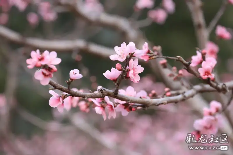 桃花盛开的地方简谱_在那桃花盛开的地方(2)