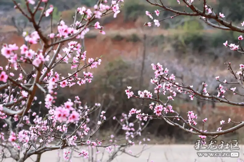 简谱桃花盛开的地方_在那桃花盛开简谱歌谱(2)