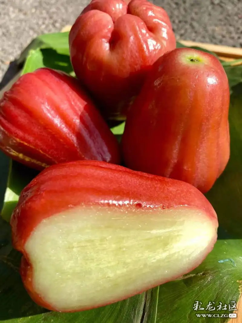 红色的莲雾叫黑金刚莲雾?