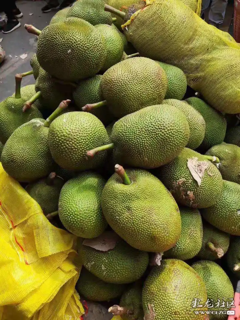 菠萝蜜!菠萝菠萝蜜!