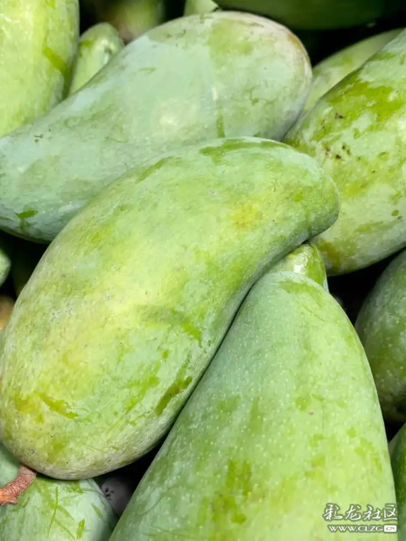 泰国是生产优质大青芒果的最佳产地,得天独厚的自然条件,充沛雨水滋养