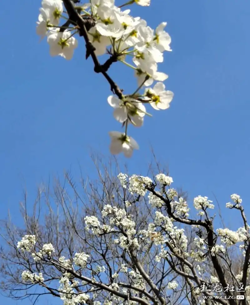 什么是黑色大梨花 clzg_content&clzg_scale=864,1052