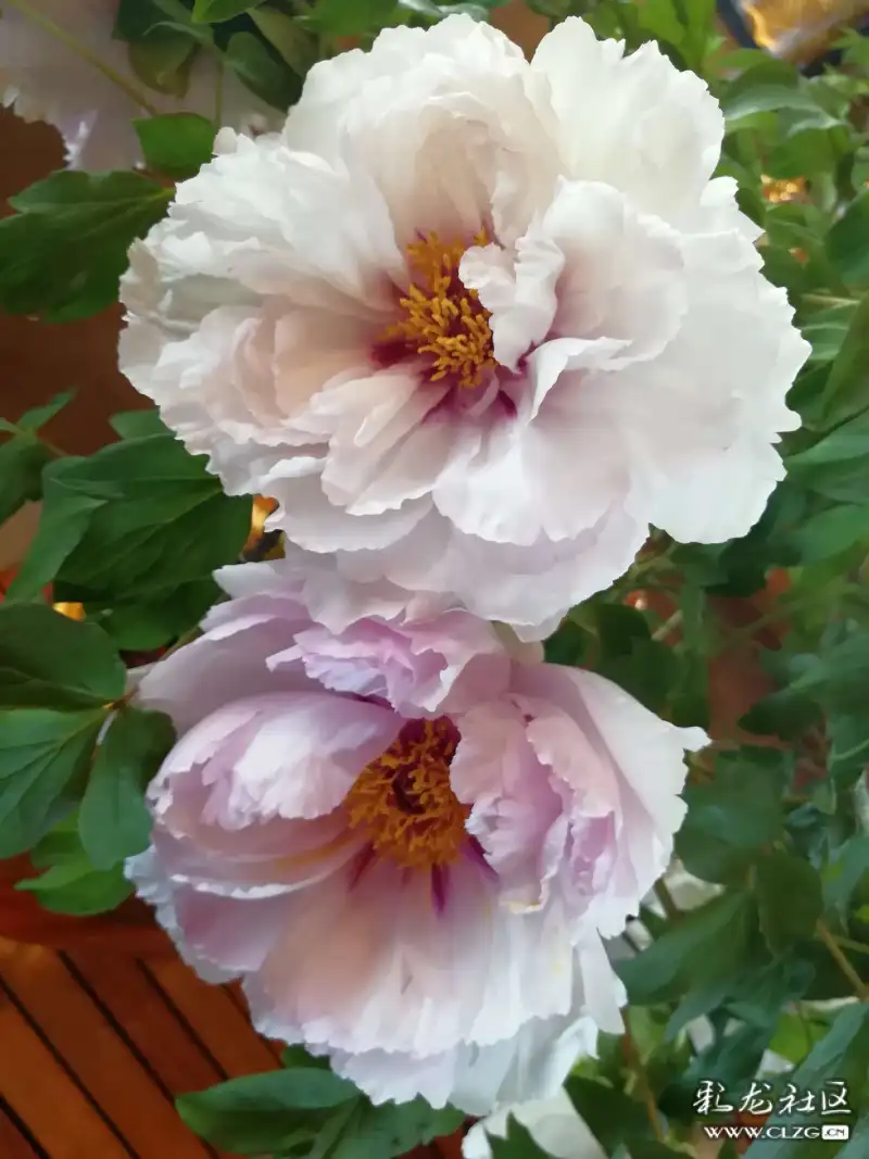 古滇牡丹花盛开