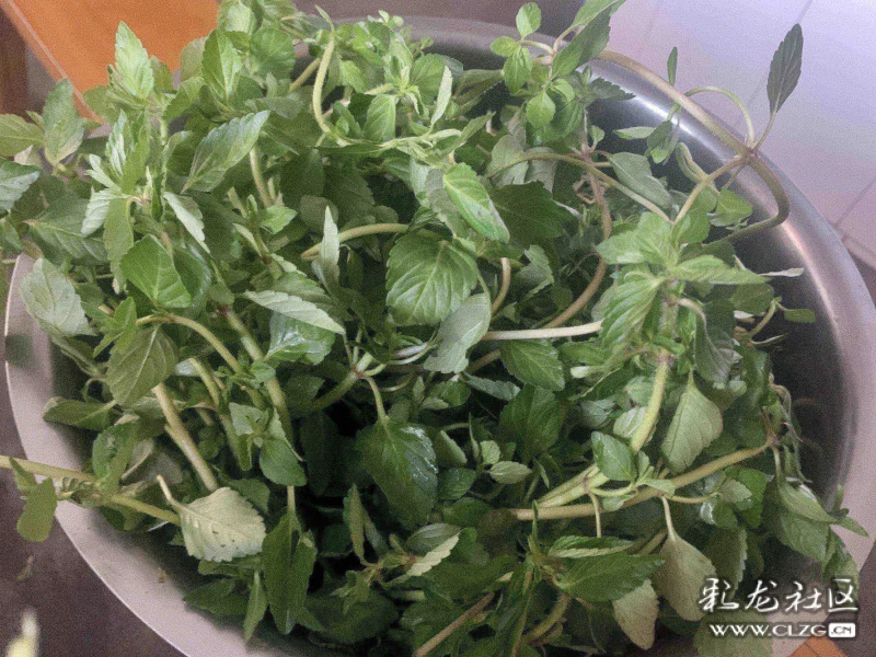 水香菜,凉拌好吃97马蹄菜,也是凉拌～凉拌羊奶果拌渣子果哈哈哈