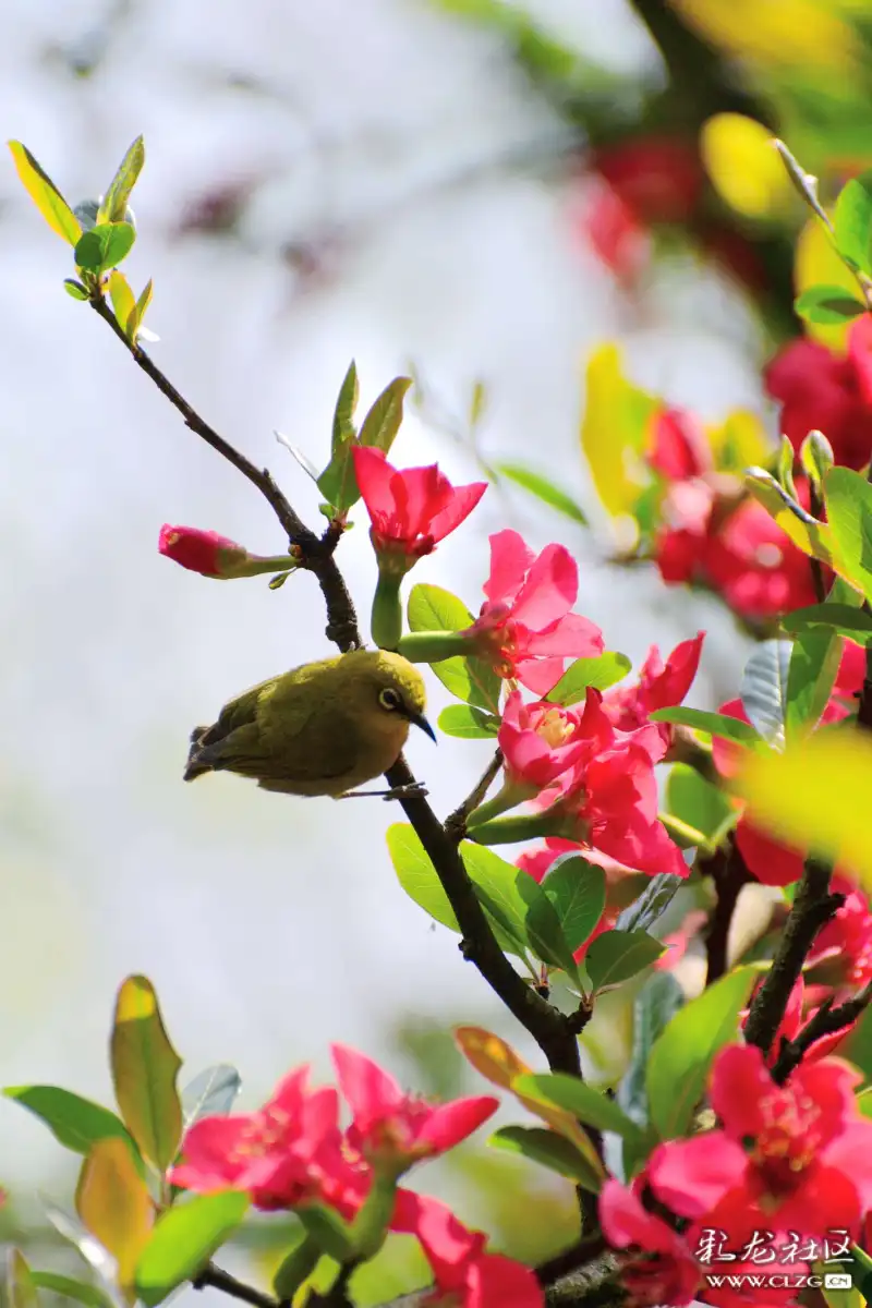 木瓜开花时,树枝上几乎没有树叶,红红的花瓣很挺阔,很有质感,花儿缀满