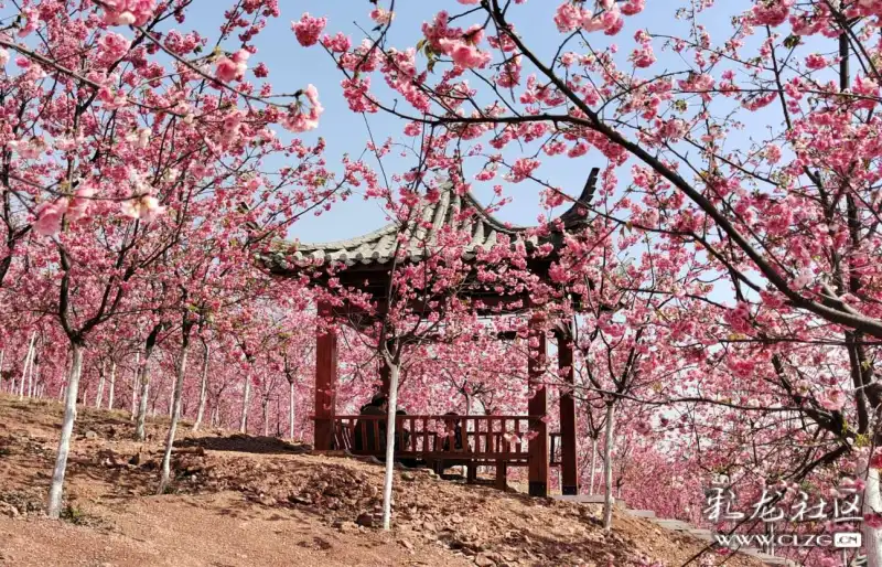 宜良山后樱花谷