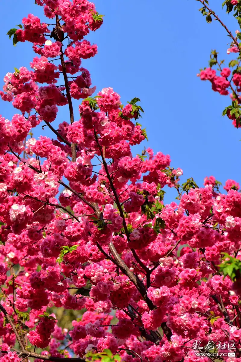 绿叶衬红花花儿更妩媚