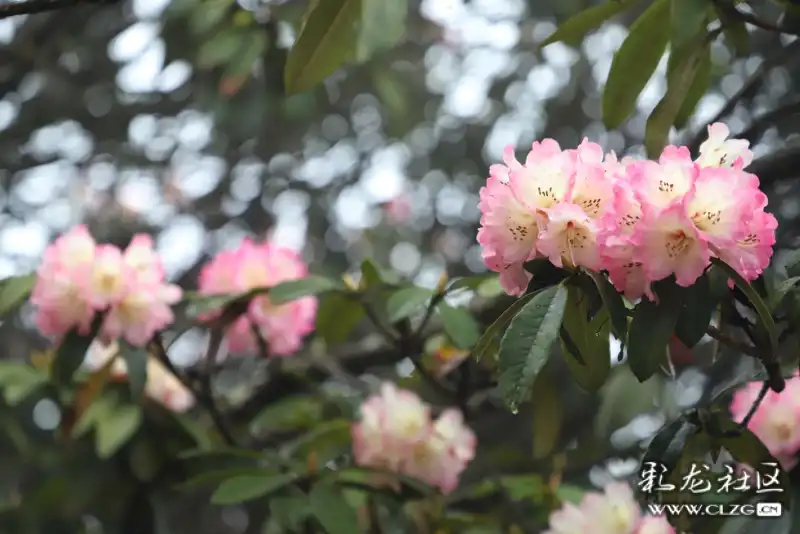 雾里看花广场舞 clzg_content&clzg_scale=1531,1021