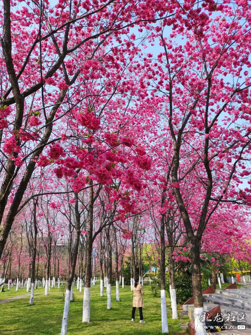 姗姗来迟的宝海樱花-彩龙社区