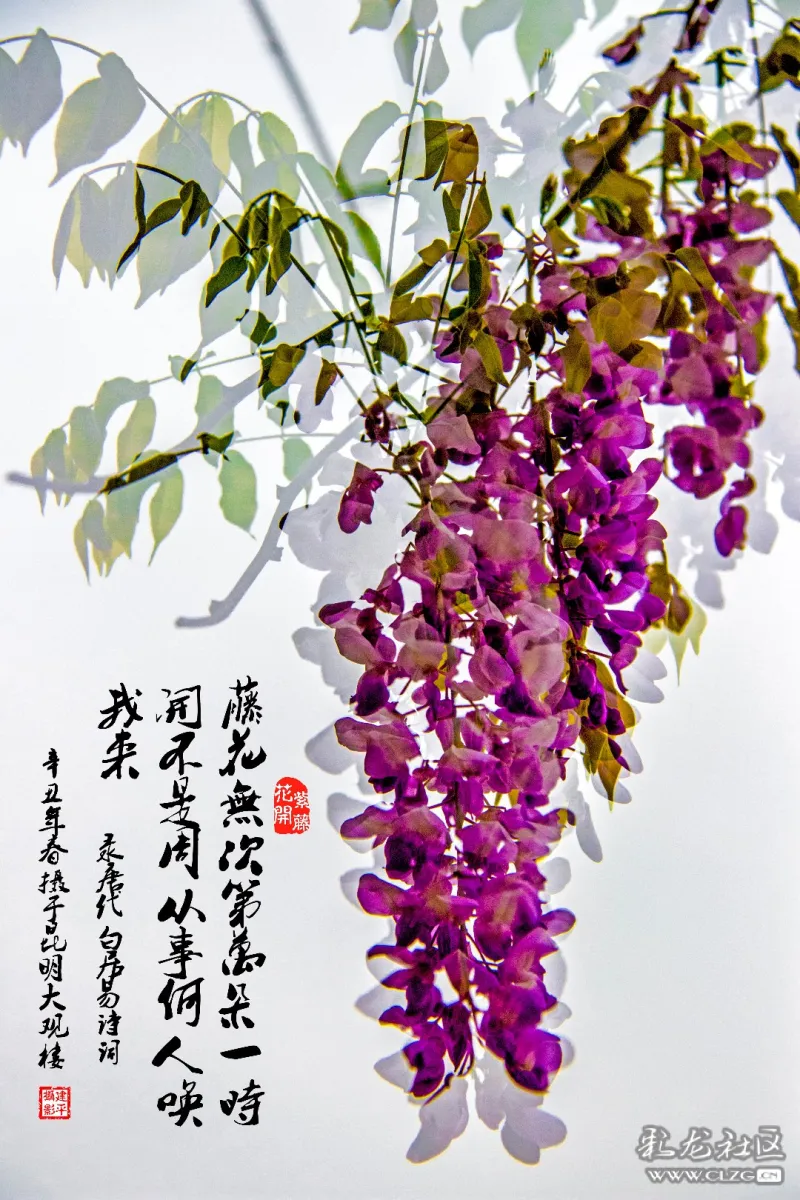 大观紫藤花开画意摄影