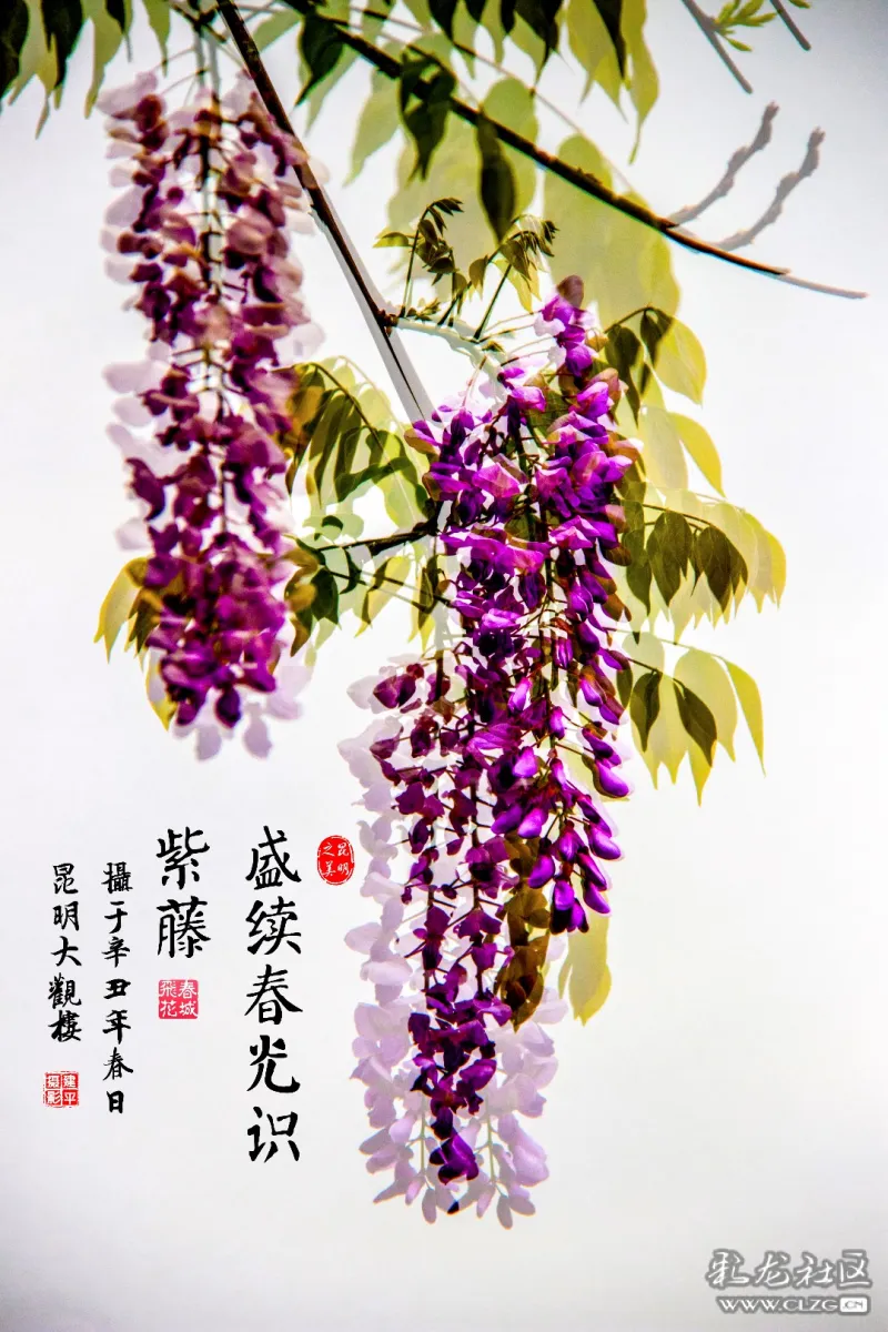 大观紫藤花开画意摄影