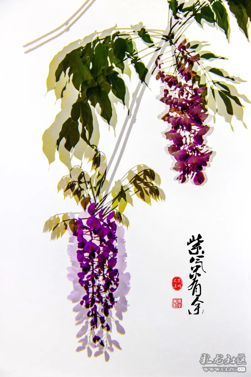 大观紫藤花开画意摄影