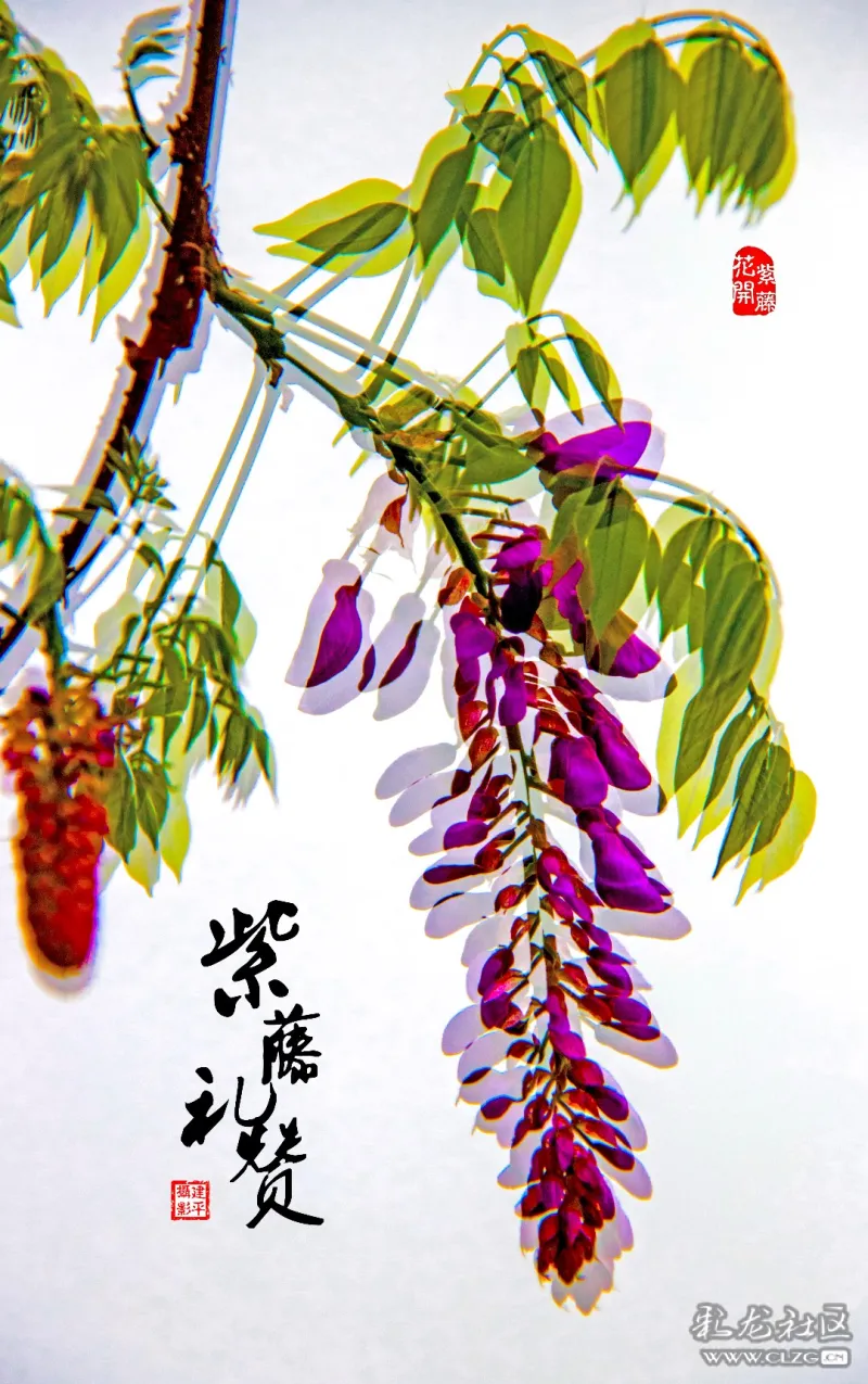 大观紫藤花开画意摄影