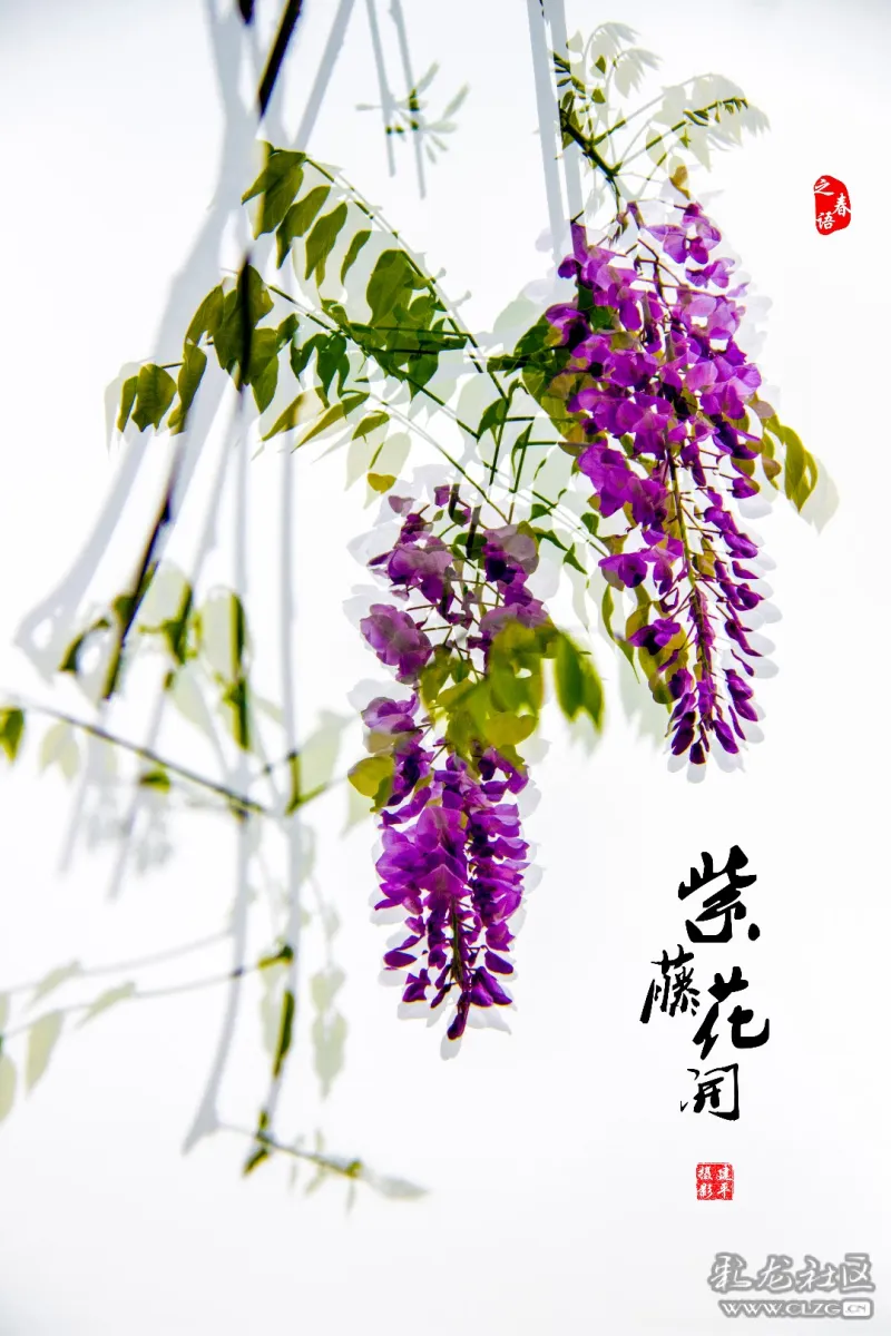 大观紫藤花开画意摄影