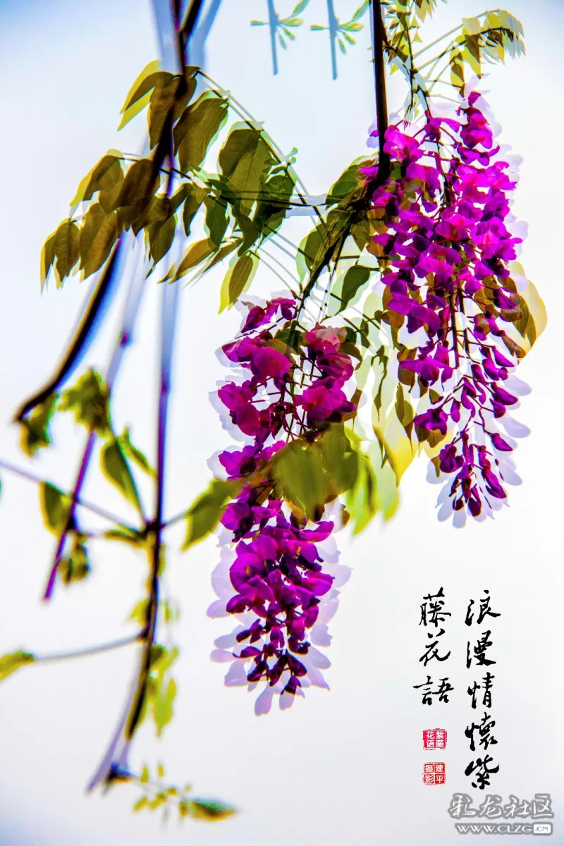 大观紫藤花开画意摄影