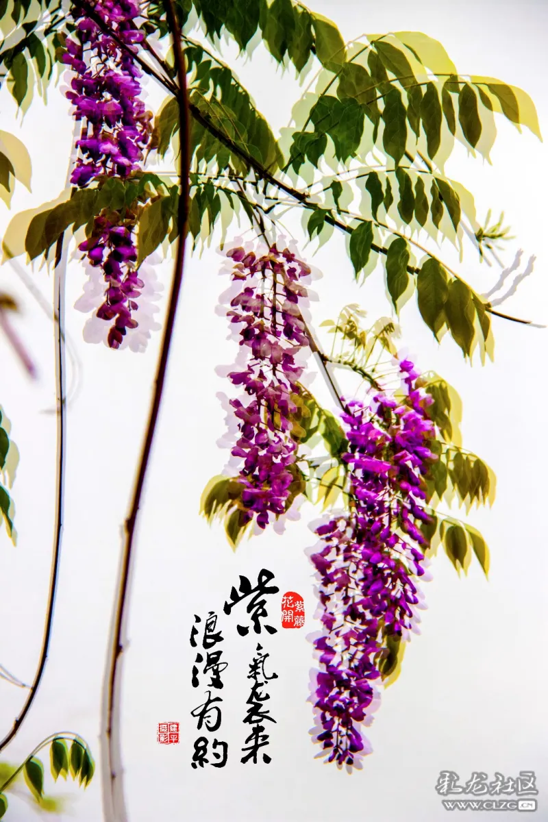 大观紫藤花开画意摄影