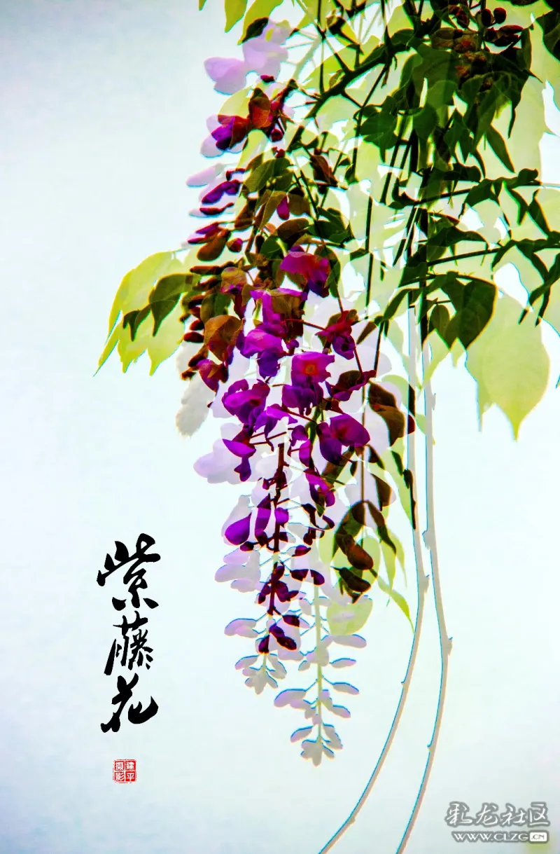 大观紫藤花开画意摄影