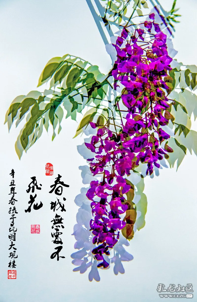 大观紫藤花开画意摄影