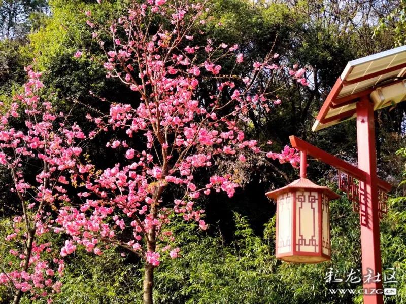 春城无处不飞花家门口的花花草草也是一道靓丽的风景线