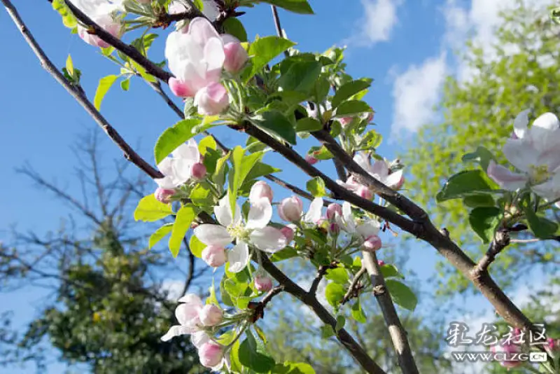 开花最美的果树 clzg_content&clzg_scale=670,447