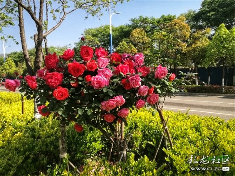 北京路的高杆月季花真漂亮