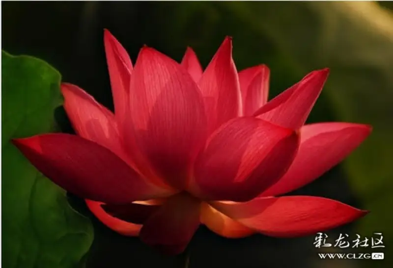 的主题铺满,红芙蓉鲜活动人的色彩祥云翻飞拈花一笑天女散花清新的七