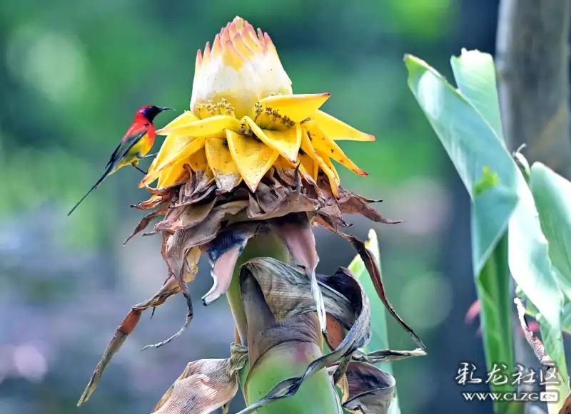 金殿公園小精靈太陽鳥