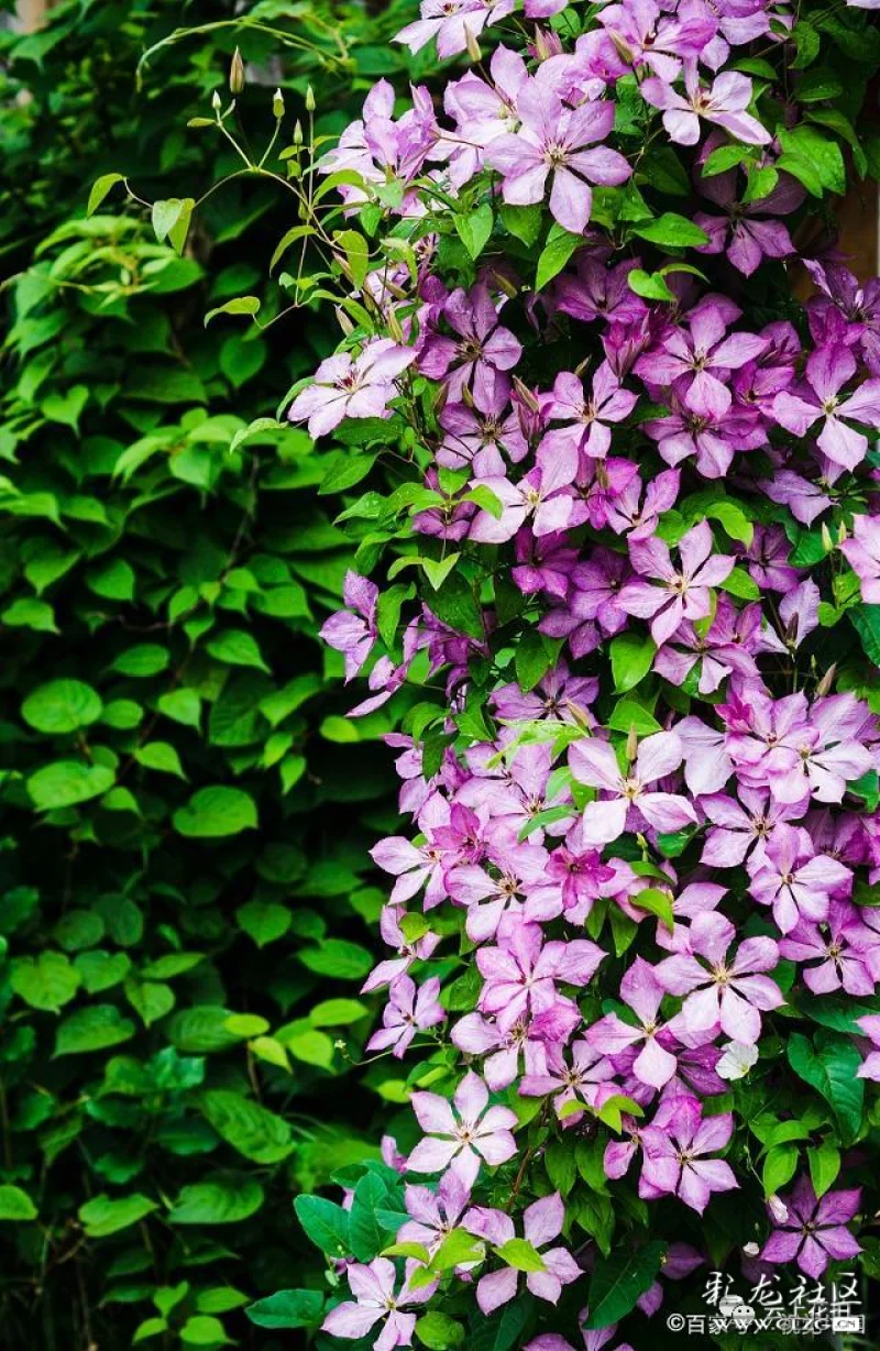 养花大赛∣有藤本花卉皇后之称的铁线莲