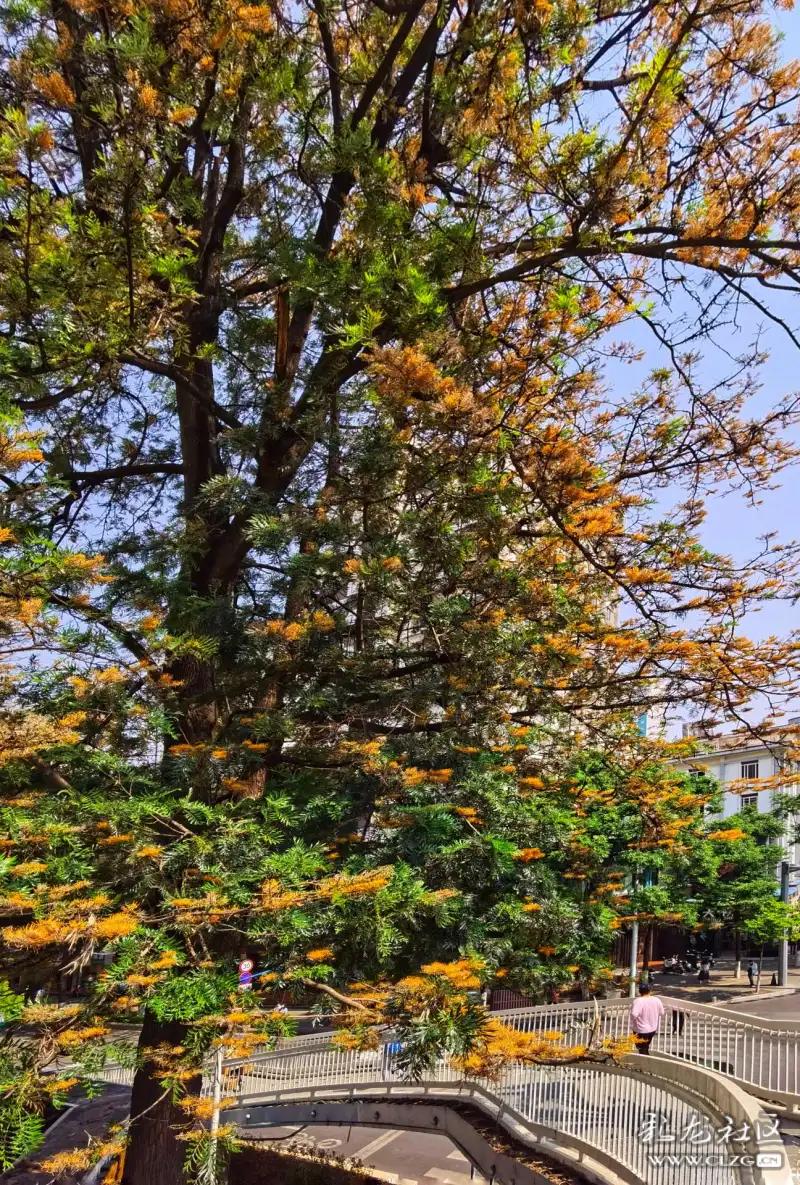 站在小西门的人行天桥上玩手机桥边的老银桦树开花了青少年宫放学了一