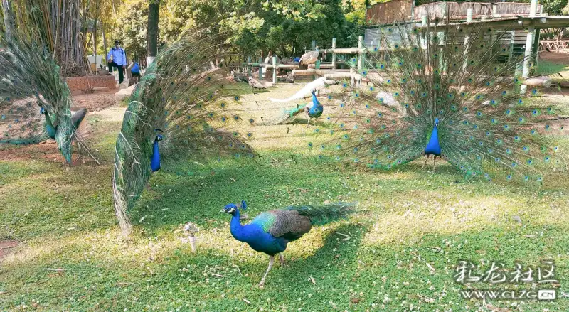 動物園裡看孔雀