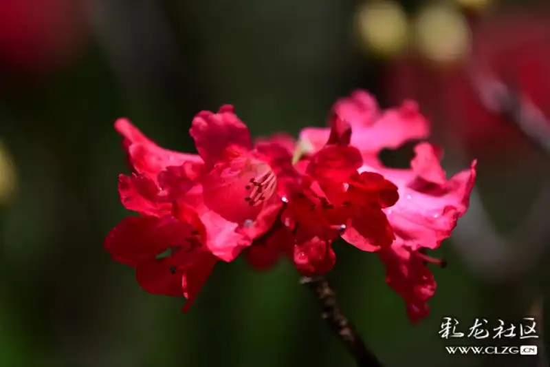 马樱花简谱_马樱花情歌简谱(3)