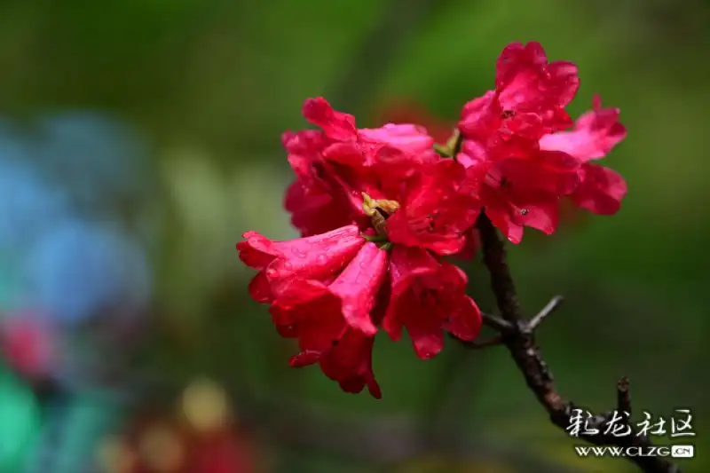 马樱花简谱_马樱花情歌简谱(3)