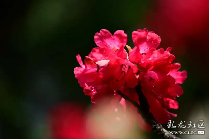 马樱花简谱_马樱花情歌简谱(3)