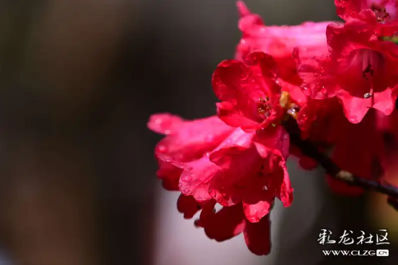 马樱花简谱_马樱花情歌简谱(3)