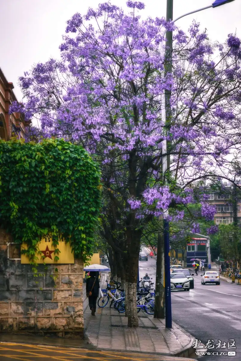 雨中蓝楹花