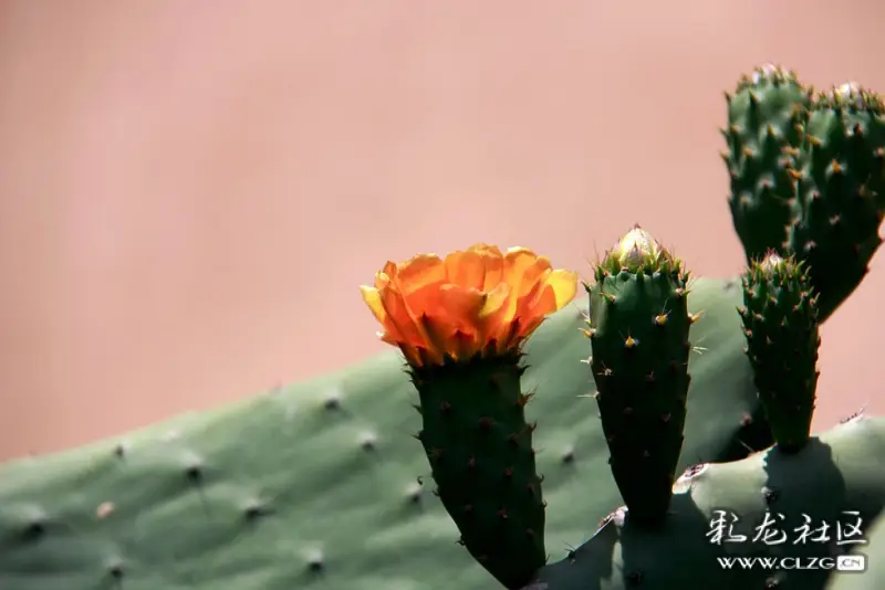 植物園東園的仙人掌花