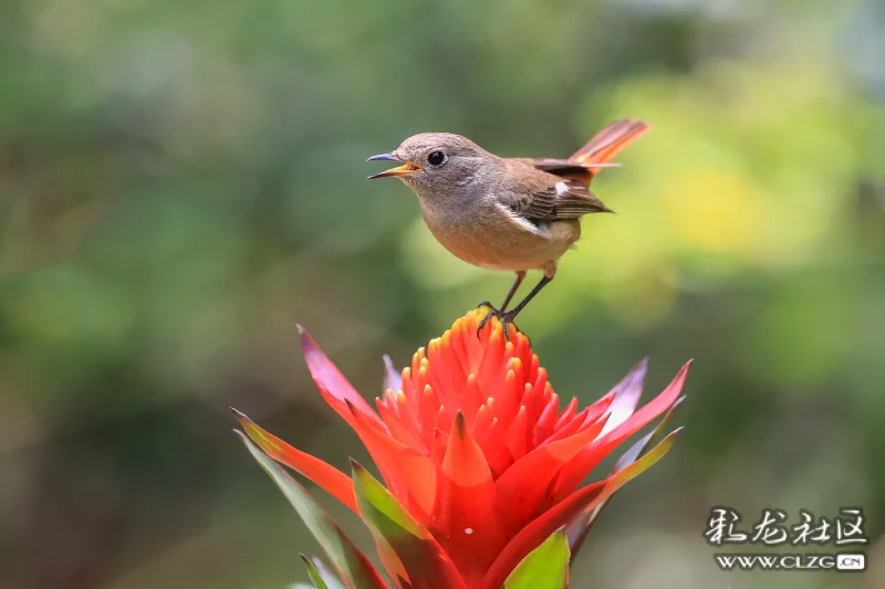 北红尾鸲花上舞