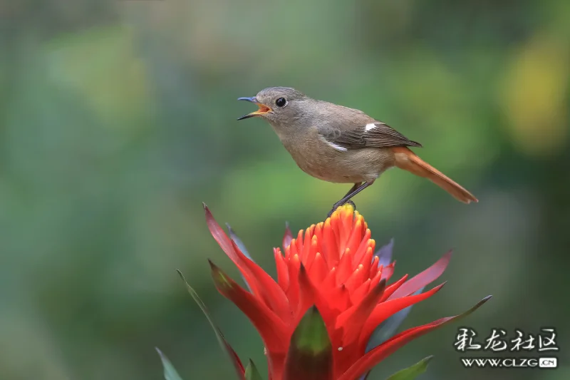 北红尾鸲花上舞