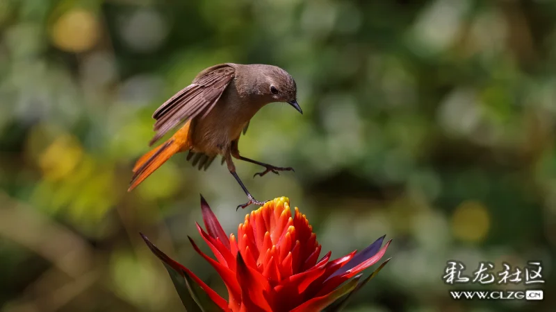 北红尾鸲花上舞