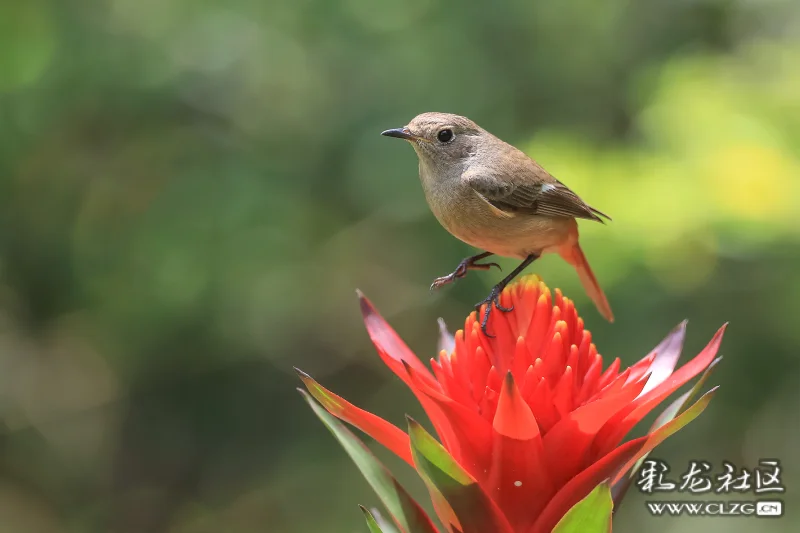 北红尾鸲花上舞