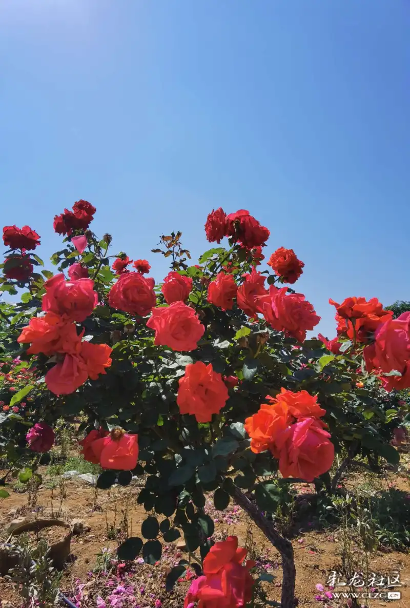 月季花海昆明呈贡锦柏生态园