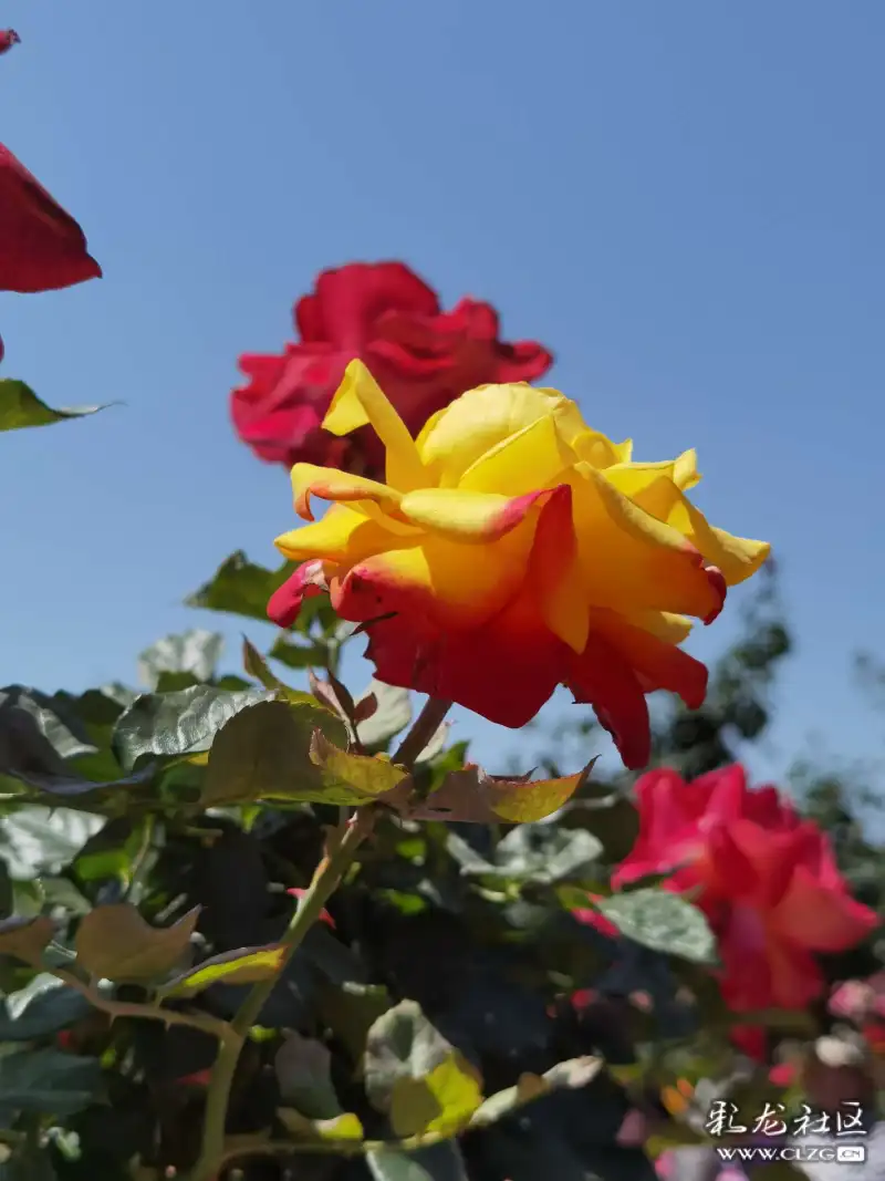 月季花海昆明呈贡锦柏生态园