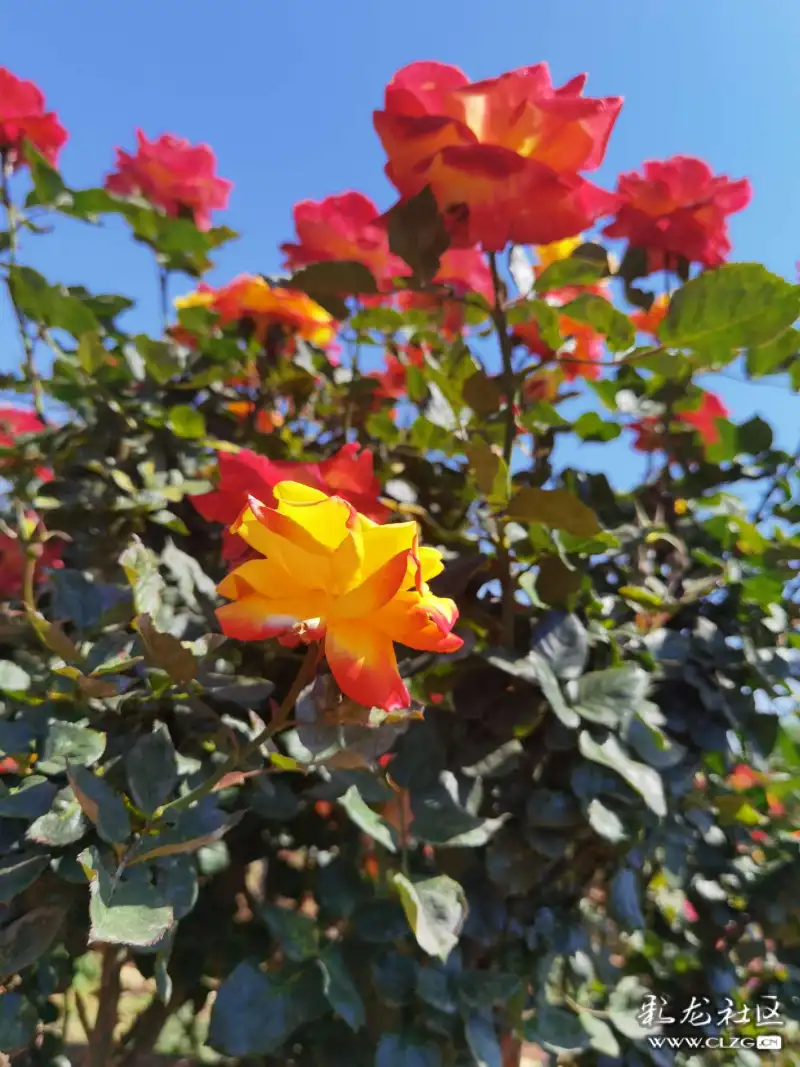 月季花海昆明呈贡锦柏生态园