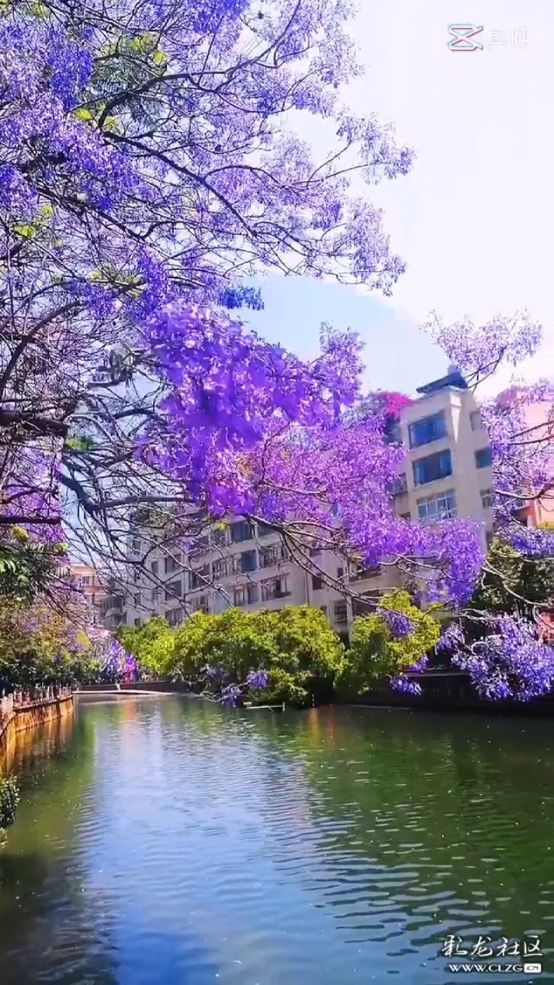 蓝楹花树下