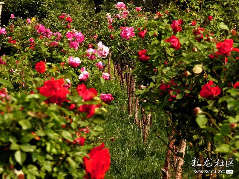 安宁市温泉广场的月季花竞相绽放