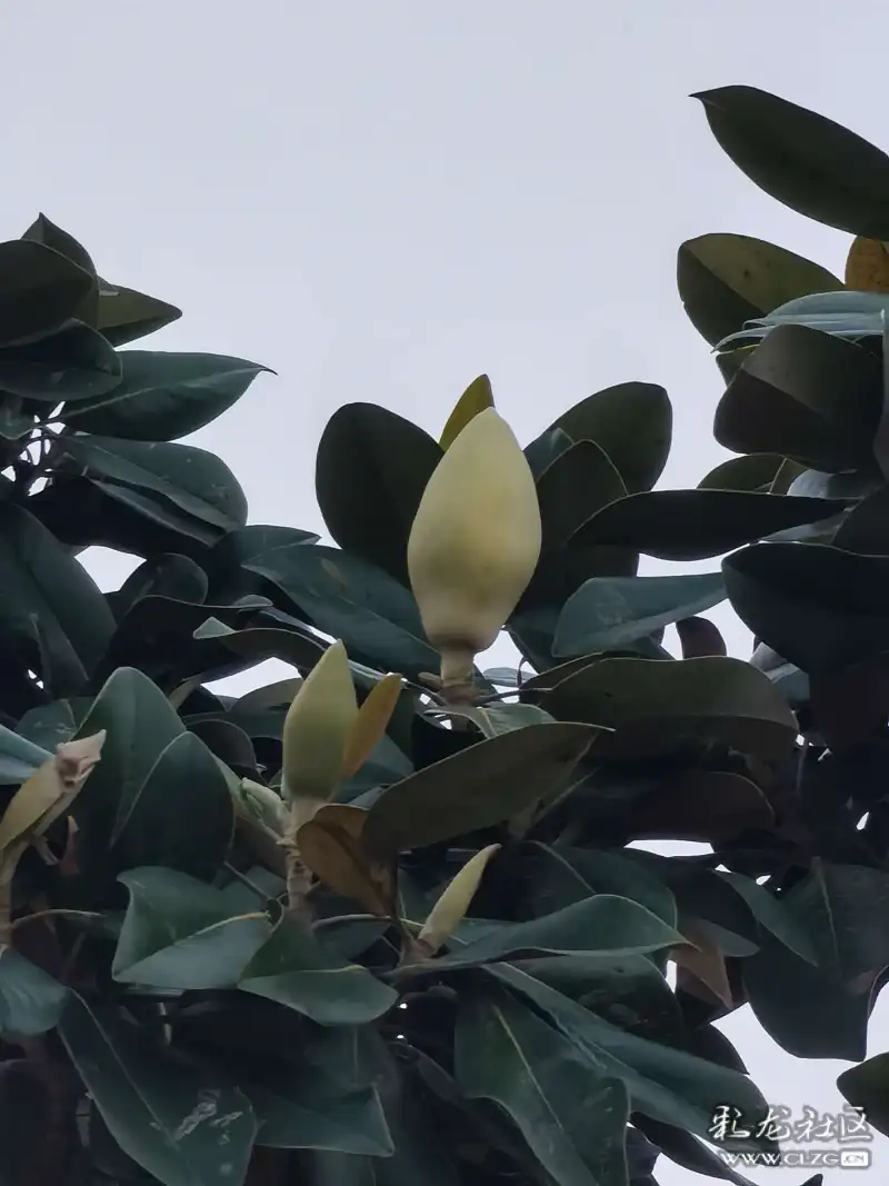 广玉兰花期开花全过程(广玉兰的花期是几月到几月)